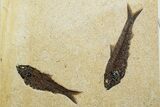Plate with Two Huge Fossil Fish (Knightia) - Wyoming #370872-1